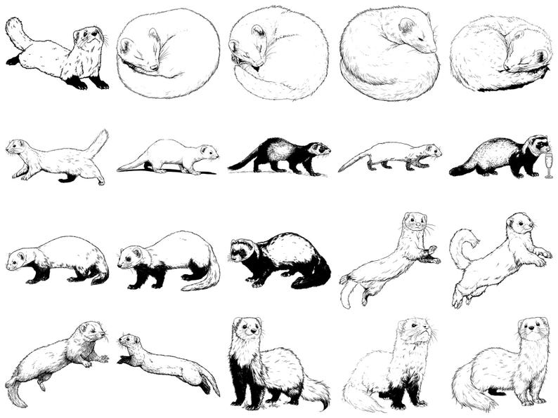 Ferret Pet Realistic Photoshop Brushes & Procreate Stamps – 100+ Tattoo ...