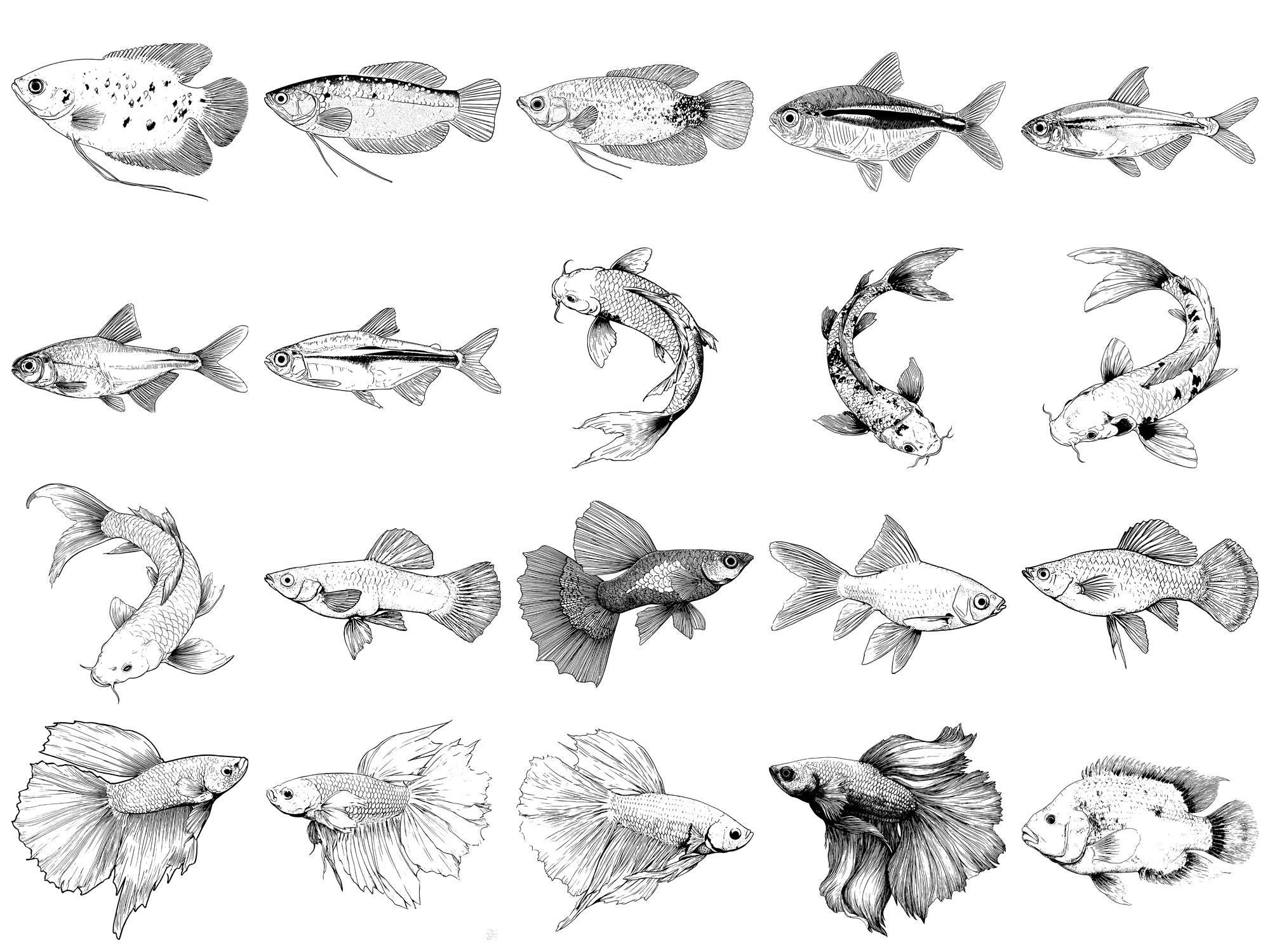 Fish Pet Realistic Photoshop Brushes & Procreate Stamps – 100+ Tattoo ...