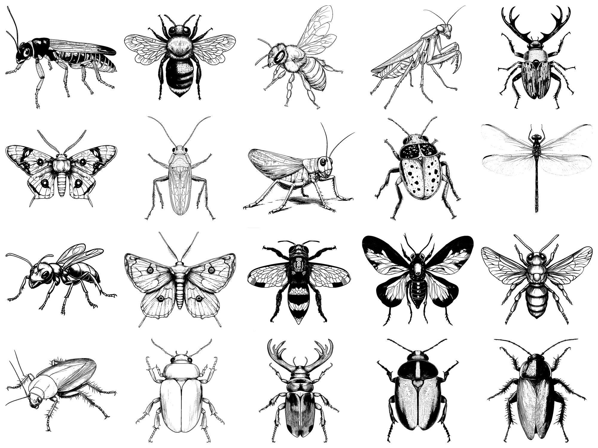Insects Animals Realistic PNG Bundle – 100+ Cricut & Silhouette Files ...