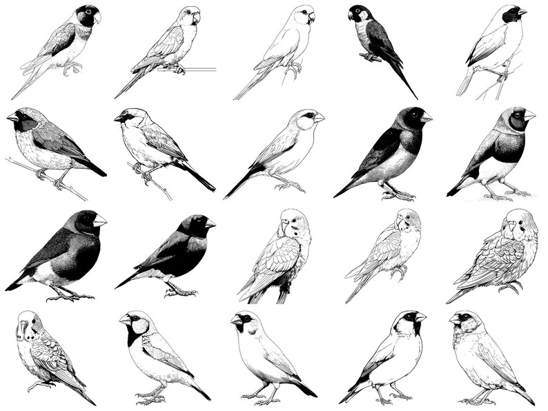 Bird Pet Realistic Procreate Stamps & Photoshop Brushes – 100+ Tattoo ...