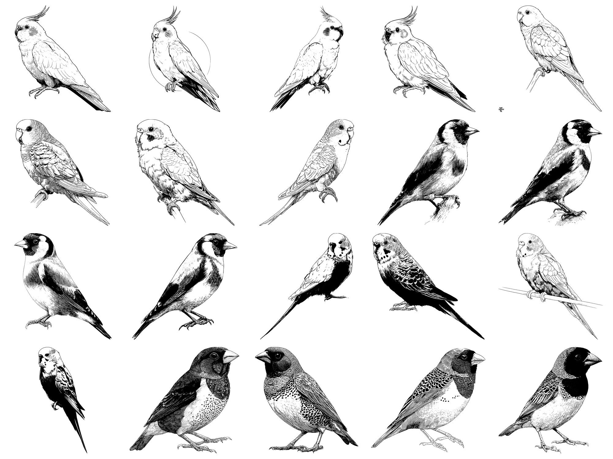 Bird Pet Realistic Photoshop Brushes & Procreate Stamps – 100+ Tattoo ...
