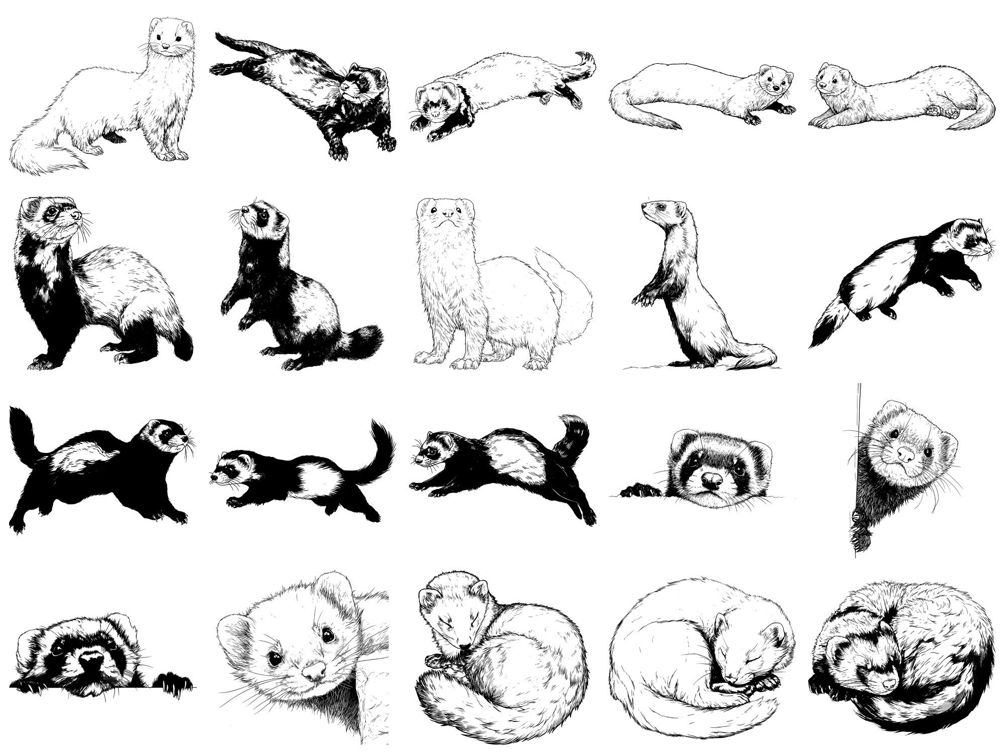 Ferret Pet Realistic Photoshop Brushes & Procreate Stamps – 100+ Tattoo ...