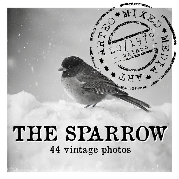 THE SPARROW - 42 vintage photographs of sweet and romantic sparrows