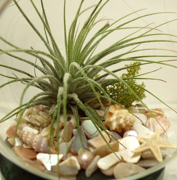 Hanging Air Plant Terrarium Kit Diy Beach Scene Mother Of Pearl Star Fish And Misc S
