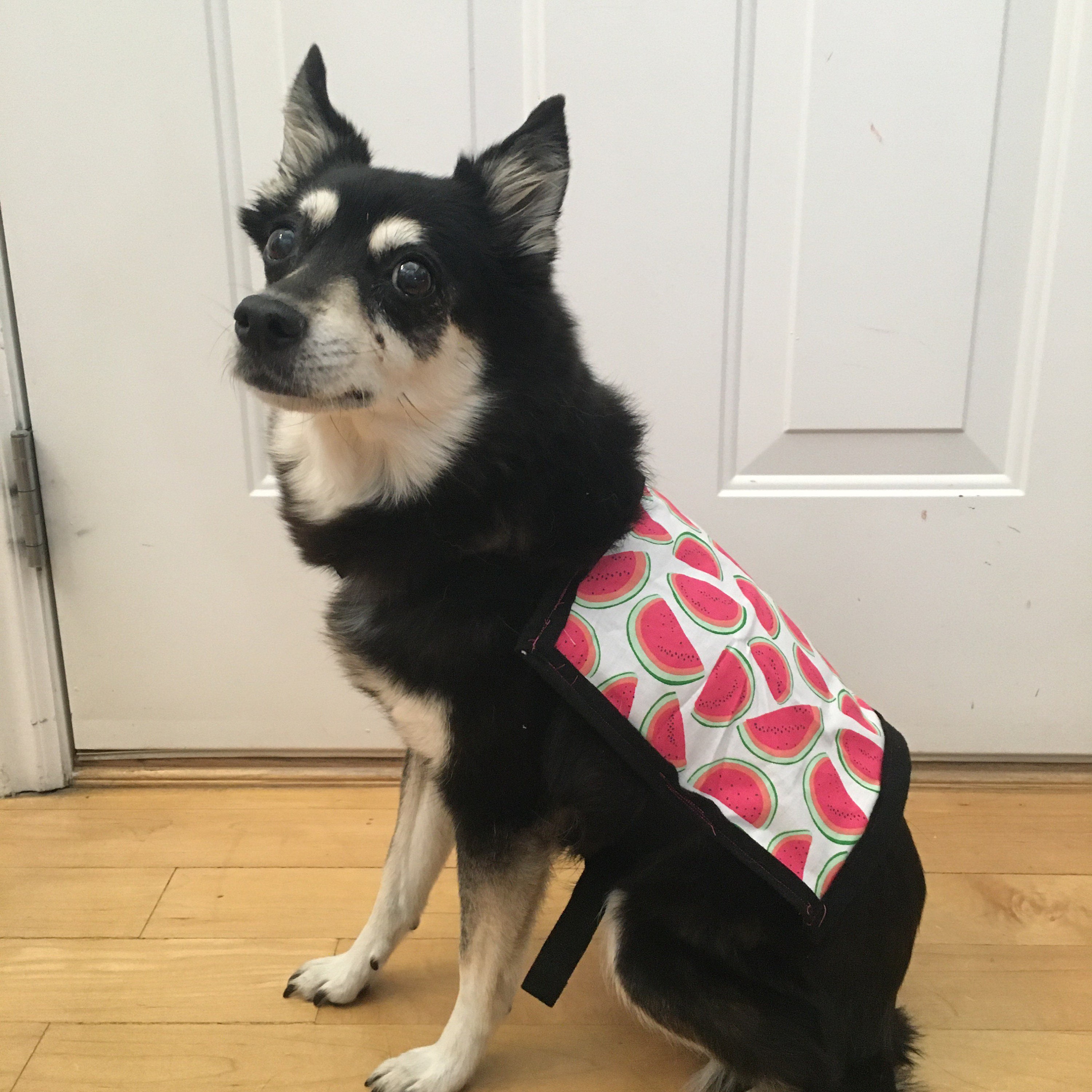 Custom Service Dog Vest Etsy