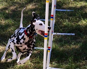 dog show equipment