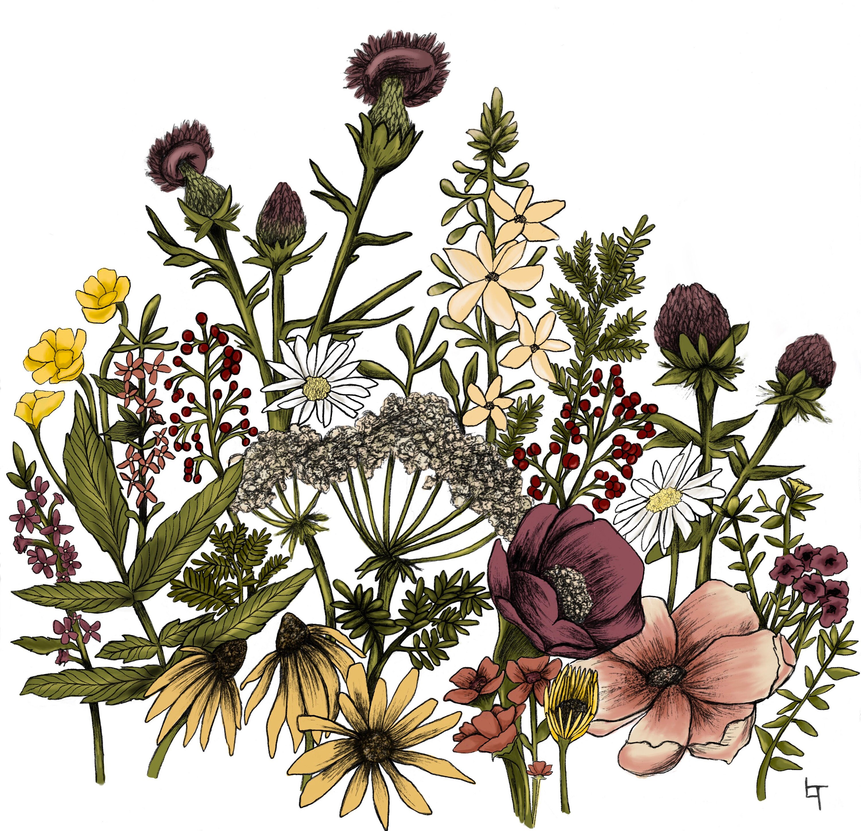 Wildflowers Illustration Pen & Ink Giclée print Etsy