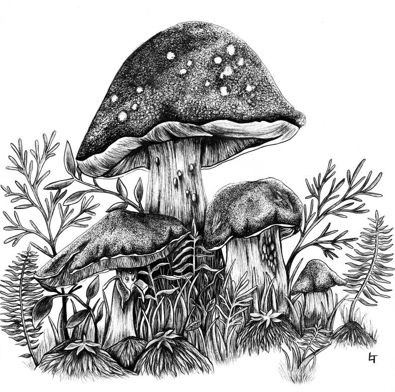 Fungi Study Mushrooms Illustration Pen and Ink Artwork Etsy Canada