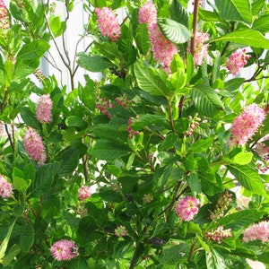 May include: A vibrant image of a flowering plant with lush green leaves and clusters of pink, fluffy flowers. The flowers are densely packed, creating a striking visual contrast against the green foliage. The plant appears healthy and well-maintained.