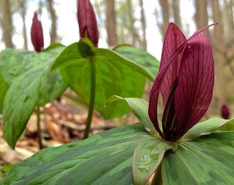 Toadshade (May or may not have leaves!) (Trillium sessile)(3 root bundle)