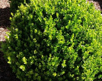 White Swan Properties Blogspot Boxwoods For Ontario Landscapes