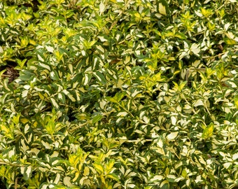 Moonshadow Euonymus Etsy Moonshadow Euonymus Etsy
