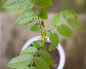 Black Walnut Tree (large seedling-bare-root!)(Juglans Nigra)