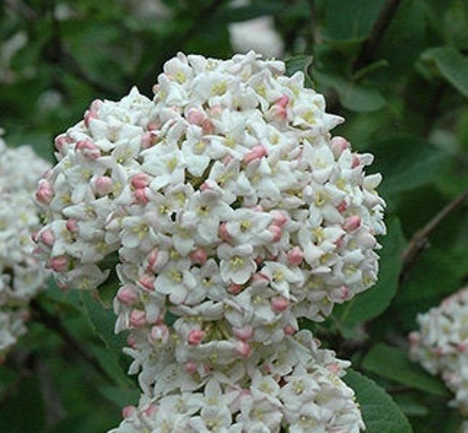 TWO 1 Gallon Potted Fragrant Viburnum Viburnum x juddii Etsy