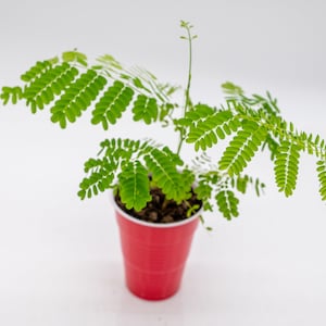 Royal Poinciana aka Flamboyant Tree (fresh seedling, lightly rooted)(Delonix regia)