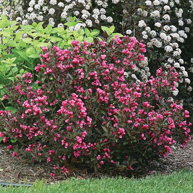 Potted Pink Weigela 6-10 Weigela florida