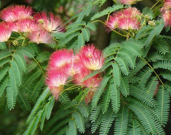 Potted Mimosa Tree small Healthy Etsy