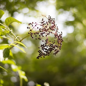 American Elderberry Plant (starter plant)(Bare-root)