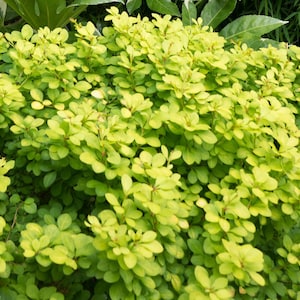 May include: A dense shrub with small, rounded, light green leaves. The foliage is a vibrant chartreuse color, creating a bright and lively appearance. The plant is likely a type of ornamental bush, suitable for landscaping.