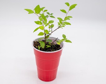 Potted Lime Green Spirea Plant (starter plant) (Spirea Japonica)