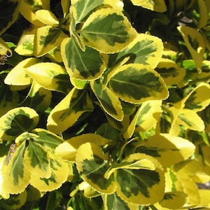TWO- #1 Gallon Golden Euonymus plant shrub (Euonymus japonicus &#39;Aureo-marginatus&#39;)
