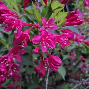 Red Weigela Shrub Starter Plant 6-10+&quot; (Weigela florida)