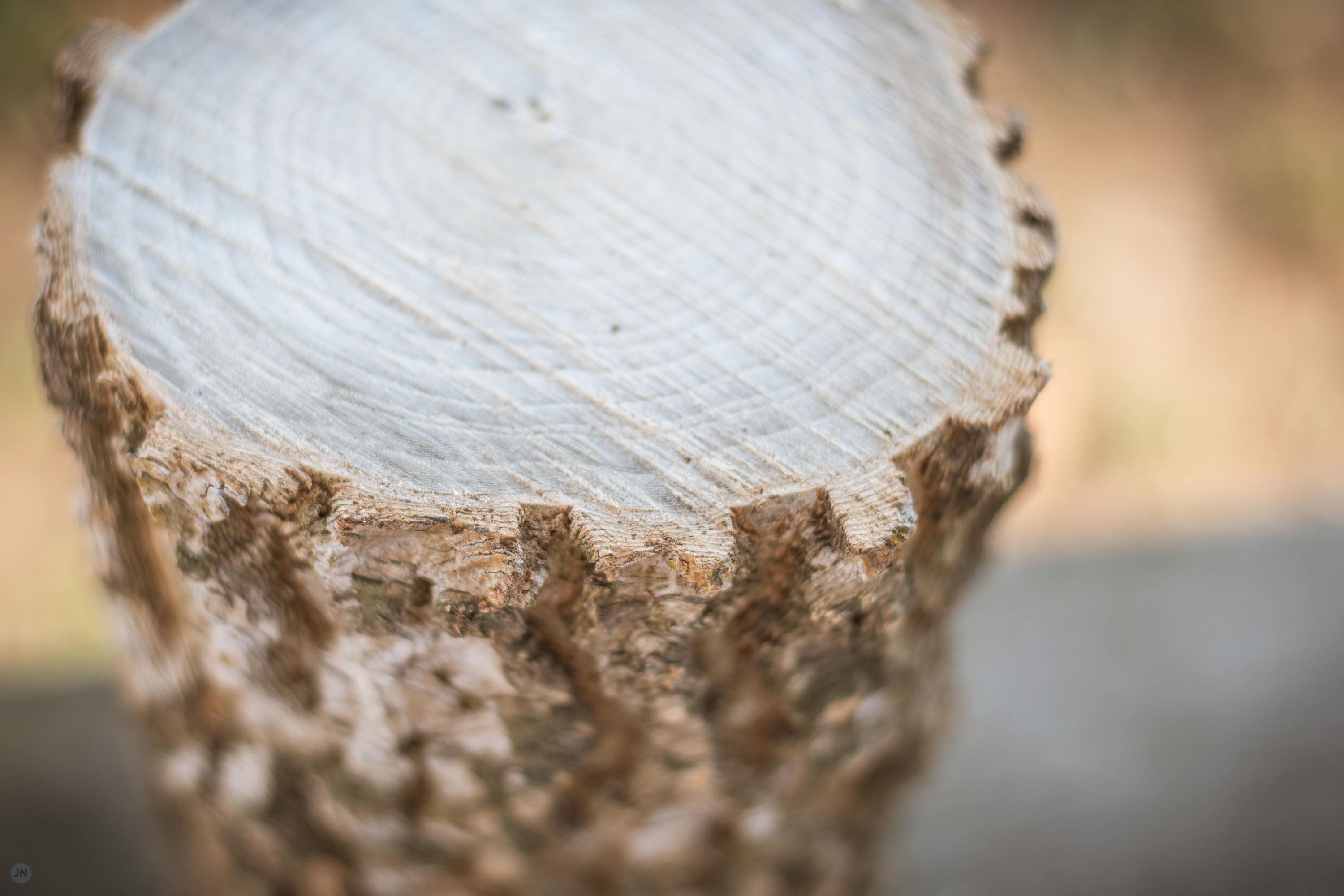 2 Hackberry Logs Live Edge 1 Ft Etsy