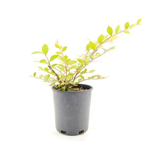 TWO- #1 Gallon   Acoma Crape Myrtle Shrubs Plants
