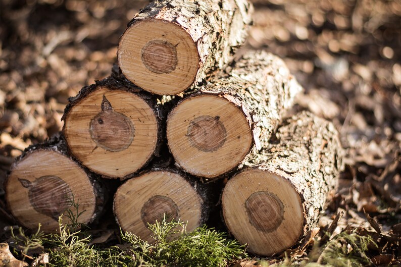 2 Black Cherry Logs Live Edge 1 Ft Etsy