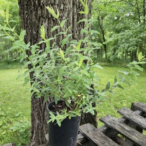 May include: A potted plant with long, slender green leaves and new growth in a black plastic pot. The plant is set against a tree trunk and a wooden surface, with a blurred green background.