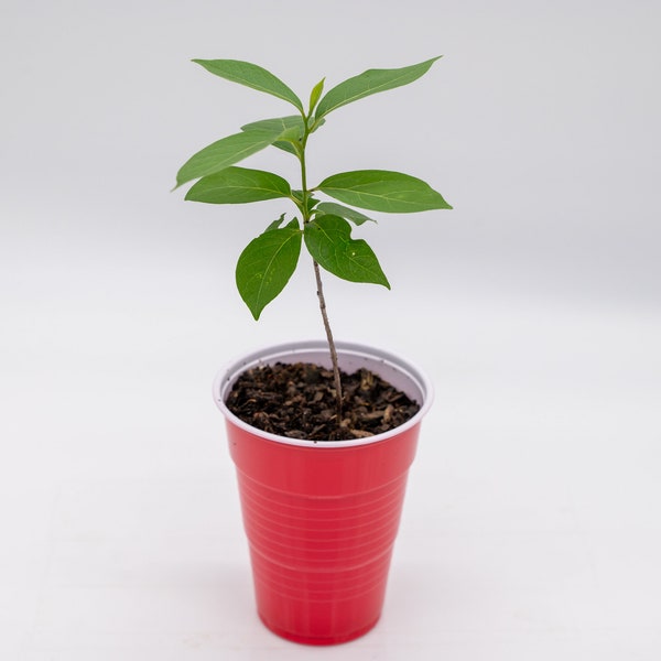 Potted American Persimmon Tree (Seedling)(Diospyros virginiana)