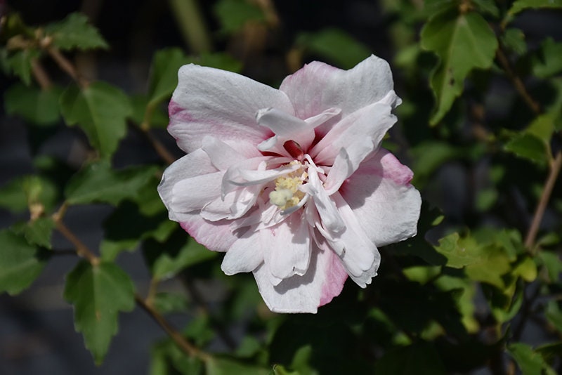 TWO #1 Gallon- Strawberry Smoothie Althea Shrub Plant