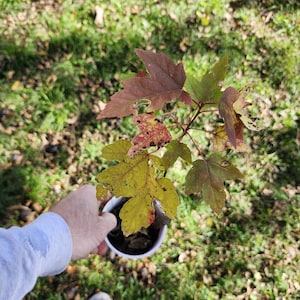 May include: A small maple tree sapling with green, yellow, and maroon leaves is held in a white cup. The leaves show signs of wear and tear, with some holes and discoloration. The background is blurred green grass.