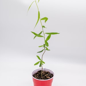 Golden Curls Corkscrew Willow Tree (6-10")(Salix Matsudana)