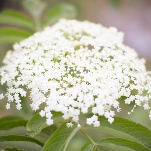 American Elderberry Plant (Starter Plant-lightly rooted)(Sambucus canadensis)