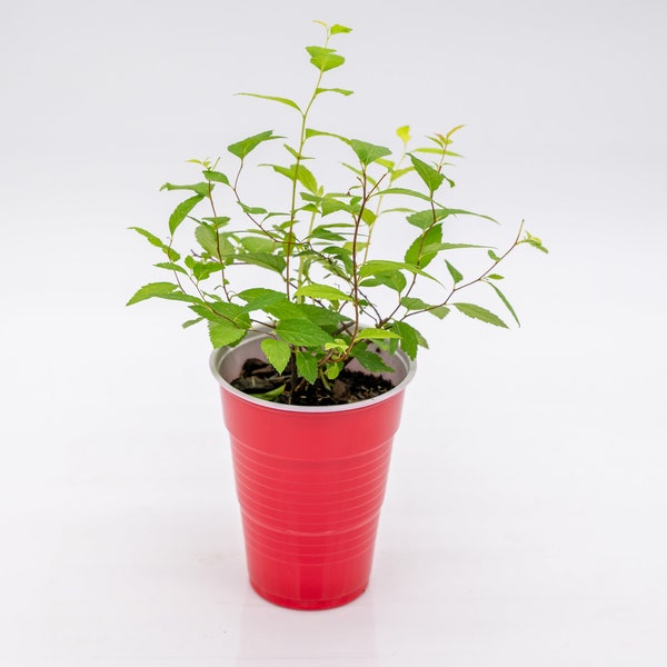 Potted Goldflame Spirea Plant (starter plant)(Spiraea x bumalda 'Goldflame')