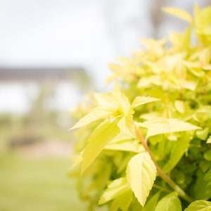 One Gallon   Goldmound Spirea (Spiraea x bumalda &#39;Goldmound&#39;)