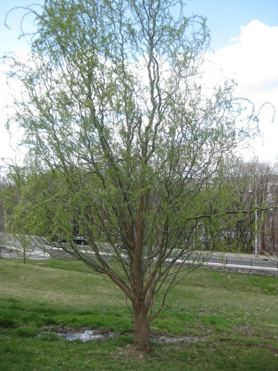 Potted Golden Curls Corkscrew Willow Tree 6 10Salix Etsy