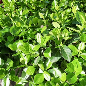 TWO- #1 Gallon   Manhattan Euonymus (Euonymus kiautschovicus &#39;Manhattan&#39;)