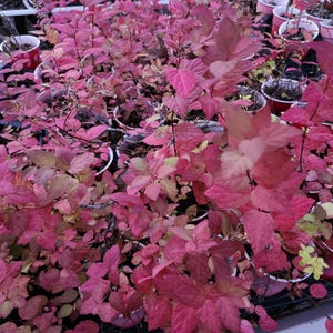 Limemound Spirea Plant (starter plant) (Spirea Japonica)