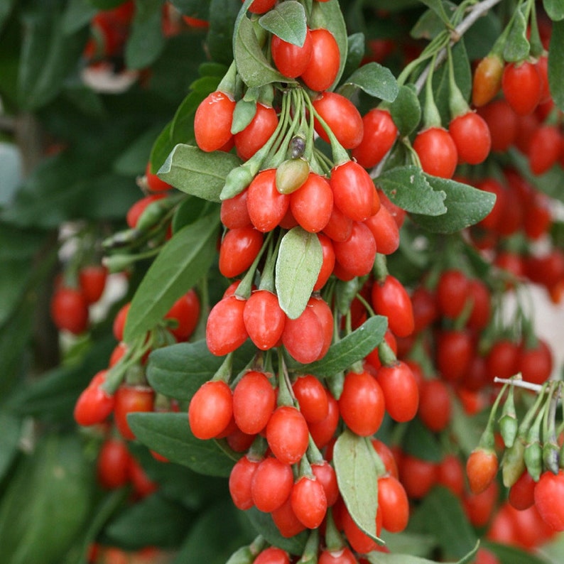 Potted Goji Berry Plant Starter PlantLycium barbarum Etsy