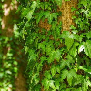 English Ivy (starter plant)(Hedera Helix)