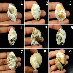 May include: Nine assorted seashells, each held in a hand, showcasing a variety of shapes and colors. The shells range from white and cream to tan and brown, with visible textures and patterns. Some shells have a rough, rocky exterior.