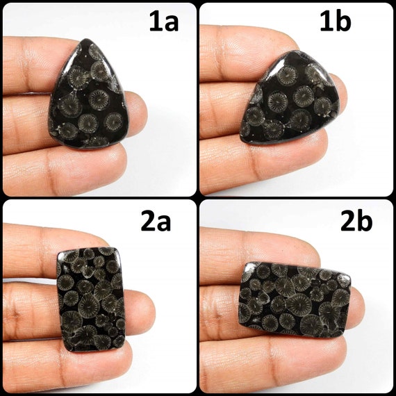 Natural Black Fossil Coral. Black Fossil Coral Gemstone. CHARMING~ Fossil Coral Cabochon. Round Shape Healing Coral Loose.Variation