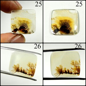 May include: Two square dendritic agate cabochons labeled 25 and 26. Number 25 features a translucent white base with a dark brown, tree-like fern inclusion. Number 26 displays an opaque cream base with delicate, branching brown dendrite patterns.
