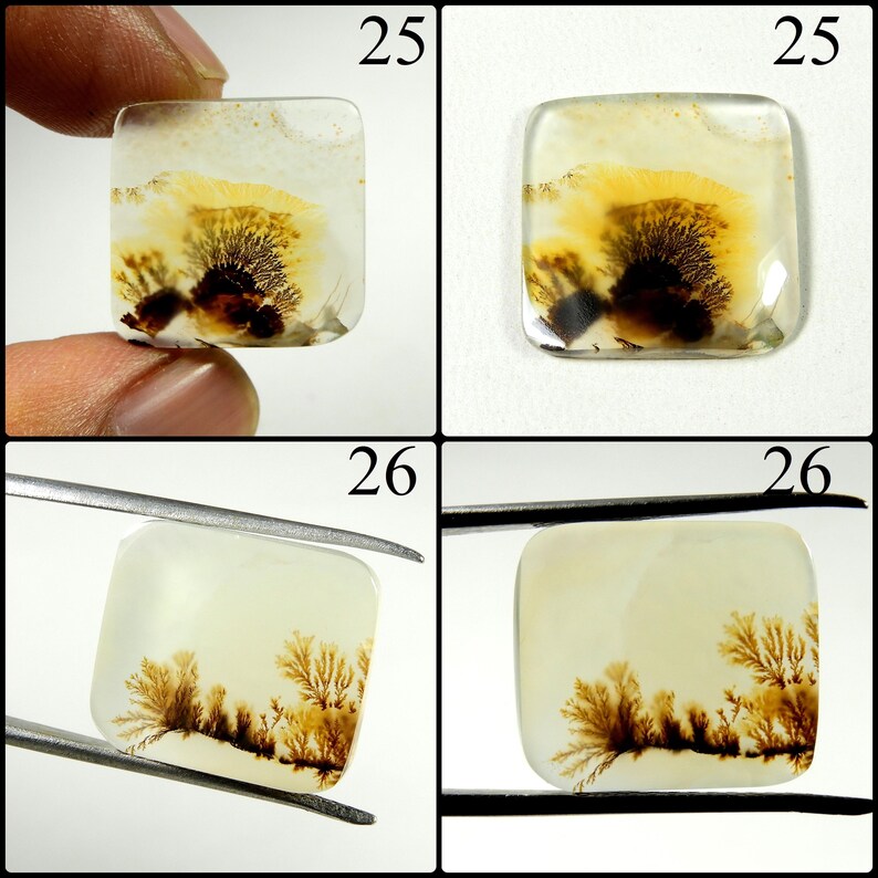 May include: Two square dendritic agate cabochons labeled 25 and 26. Number 25 features a translucent white base with a dark brown, tree-like fern inclusion. Number 26 displays an opaque cream base with delicate, branching brown dendrite patterns.