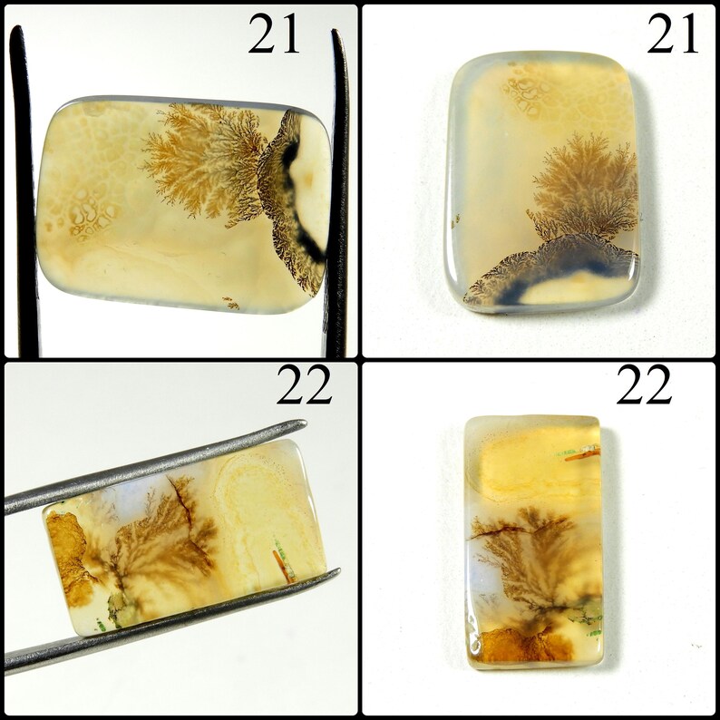 May include: Two rectangular dendritic agate cabochons labeled 21 and 22. Stone 21 features a cream background with dark brown fern-like inclusions. Stone 22 displays a translucent yellow and white base with intricate brown branching patterns.