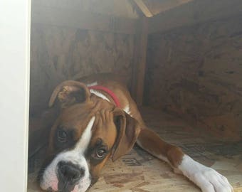 Custom Dog House