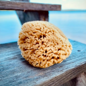 natural bathing sea sponge