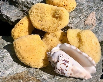 Yellow Sea Sponges Small Florida Sea Sponge Makeup Removal Art and Crafting Soft Absorbent Gentle Relaxing